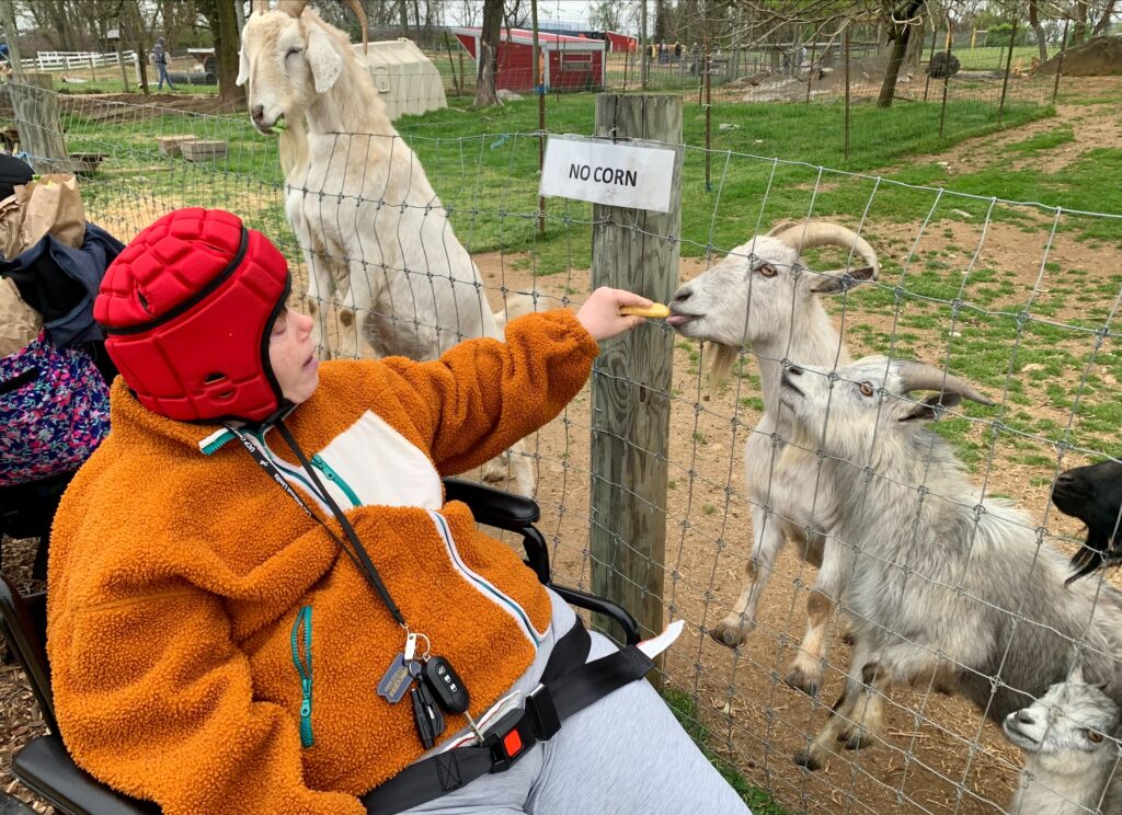 woman in wheelchair feeding goats